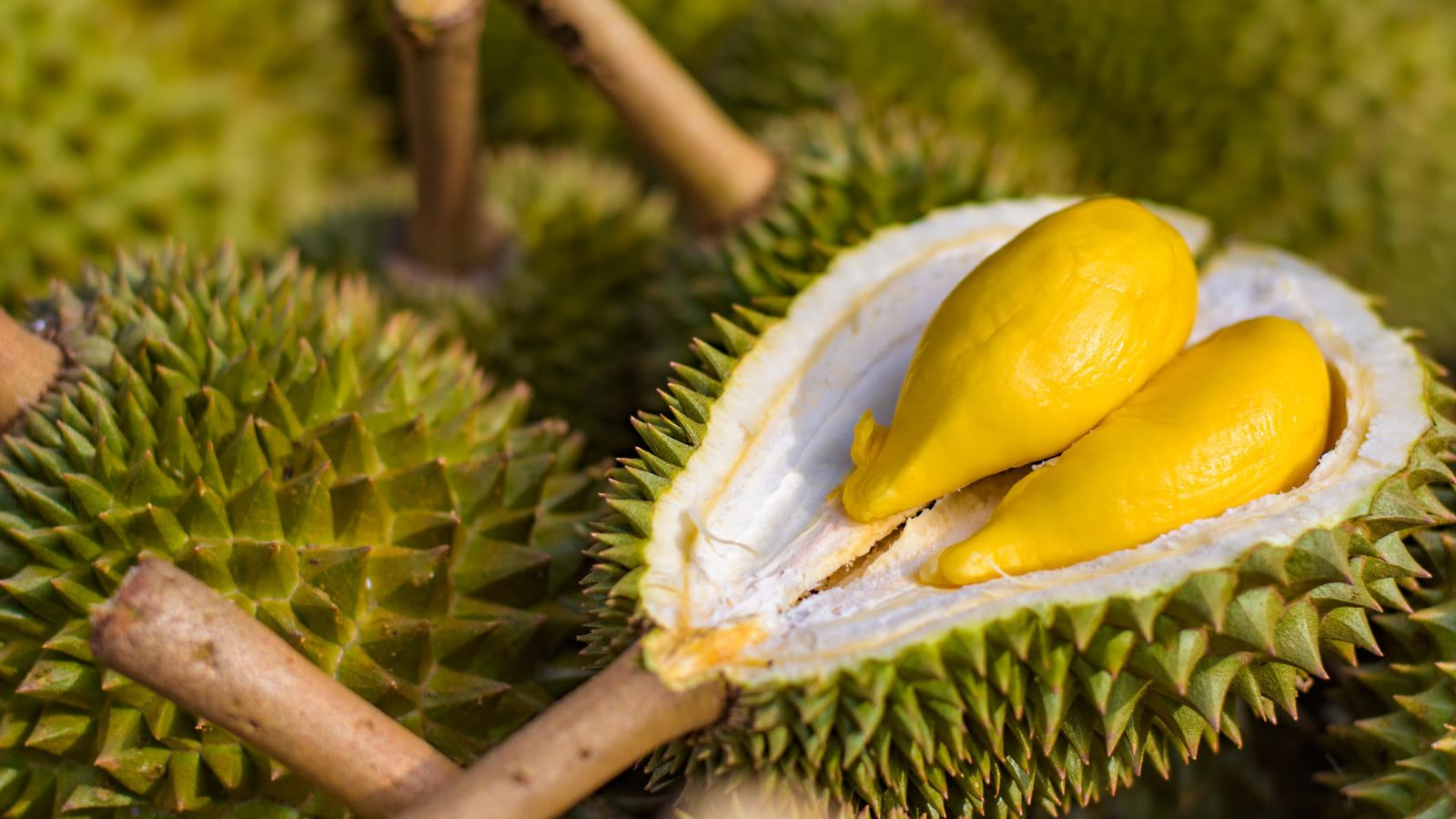 Pesona Durian Medan